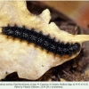 euphydryas aurinia1 larva final ossetia1